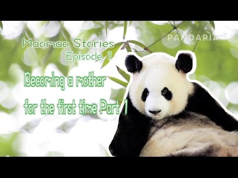 Maomao Stories (type2) Episode 1 "Becoming a mother for the first time Part 1"