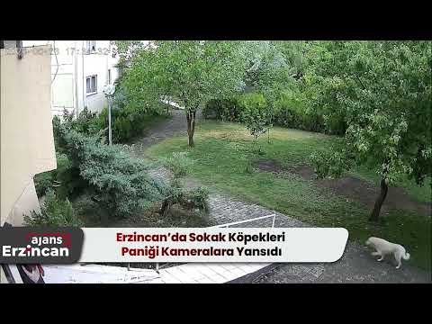 Erzincan’da Sokak Köpekleri Paniği Kameralara Yansıdı