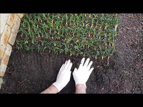 Planting Dwarf Mondo 101