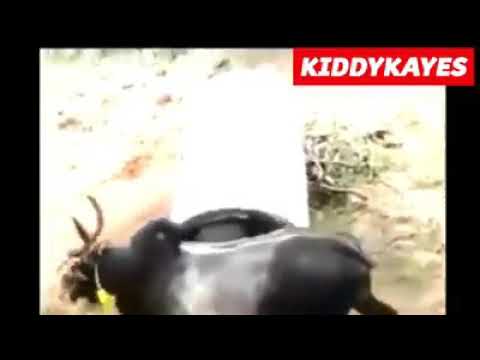 Bangla nigga mame funny video। Nigga and niggi video।Try  not tha laugh🤣