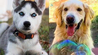 Top 10 Most Beautiful Dogs | Funny Pet Videos