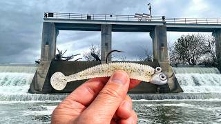 What lives in the spillway (I found out)