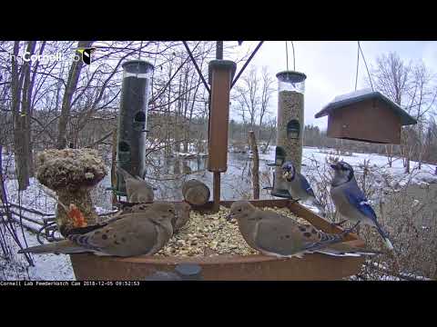 Air Traffic Control For Starlings, Doves, and Blue Jays – Dec. 5, 2018