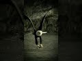 Eagle Wildlife Wildanimal Africa Nature Status