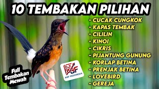 Download lagu 10 Tembakan Paling Dahsyat ! MASTERAN MURAI BATU FULL ISIAN TEMBAKAN MEWAH‼️ mp3