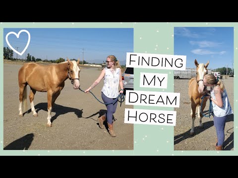 Getting My New Horse at a Horse Auction Vlog #2