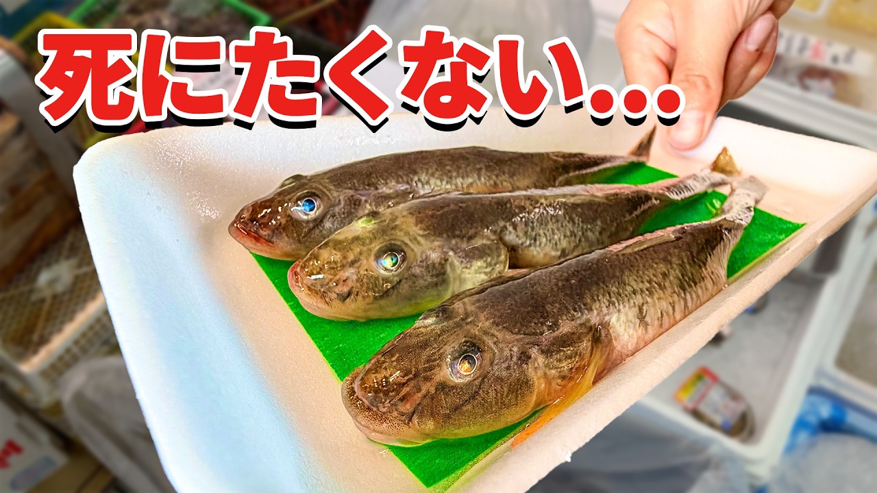スーパーに売れ残っていた魚を飼育してみると…