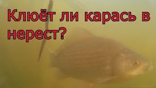 Ловля карася во время нереста на удочку