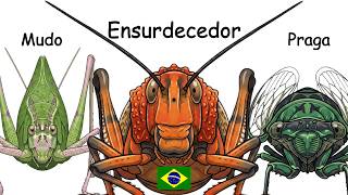 Cada Grilo/Cigarra do Brasil Explicado em 9 Minutos
