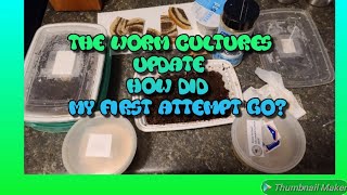 Update on my first experience with raising, White worms, Grindal worms, Micro worms and Vinegar eels