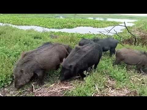 Watch These Pigs Go WILD! Crazy Farm Life Video