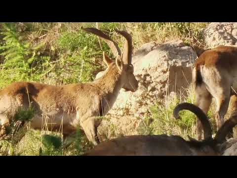 Cabras montesas en Comares.