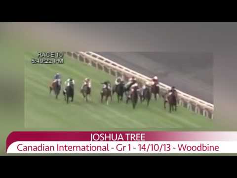 48 JOSHUA TREE - Salon des Etalons du Lion d'Angers 2017