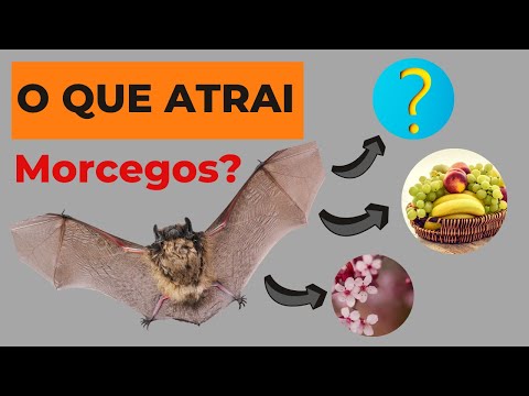 Você sabe o que atrai os morcegos? DESCUBRA agora!!!