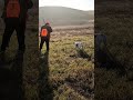 They can hide in cut grass! #pheasanthunting #pheasants #gsp #huntingdog #hunting #hunters #birddog