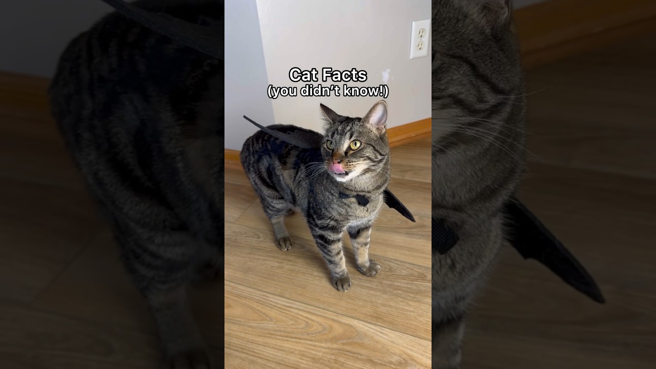 THIS is what your cat’s meow means!