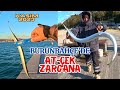 FEEDED HORSE CHECK ZARGANA HUNTING IN THE GARDEN Fishing Fishing Zargana