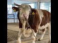 Incredible Cow And Bull Meeting Natural Animal Breeding Zee Pets