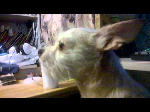 Baby Howling (My Chihuahua)