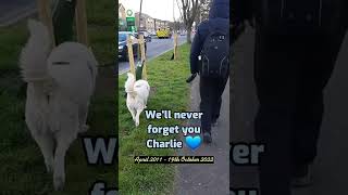 We'll never forget you Charlie 💙 (part 1)