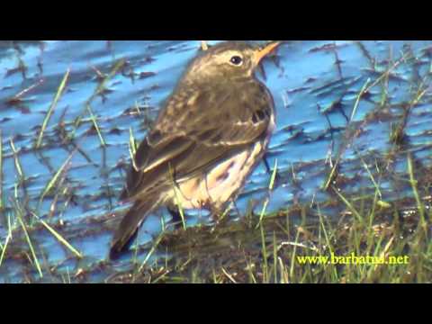 Bisbita ribereño alpino ( Anthus spinoletta ) Ro