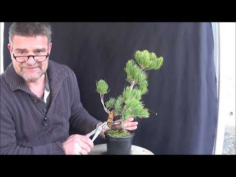 Bonsai 2020-7 - Pinus Parviflora - die Zwillings-Mädchenkiefer verformt sich zur Halbkaskade