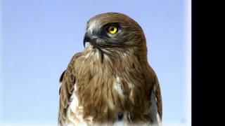 Bernard Lavilliers Chiens de Guerre.wmv