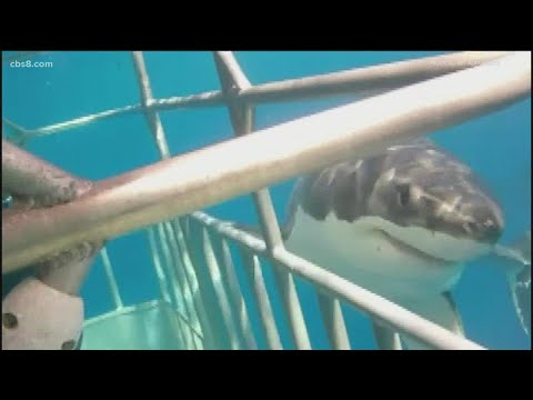 Fascination with great white sharks leads to cage dive for drone hobbyist