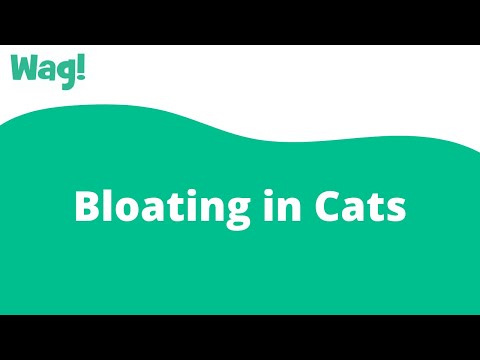 Bloating in Cats | Wag!