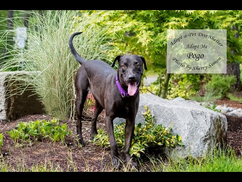 POGO, an adopted Pit Bull Terrier & Rottweiler Mix in Shelton, WA_image-1