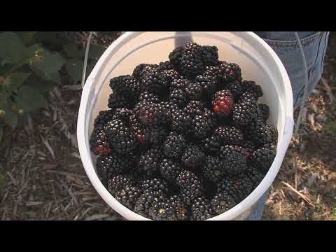 Uzgajivači kupina ne mogu da pokriju troškove proizvodnje