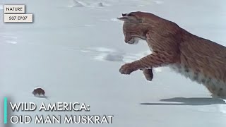 Download lagu Wild America: Old Man Muskrat mp3
