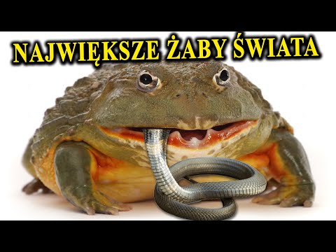Jak Wyglądają i Co Jedzą Największe ŻABY Świata?