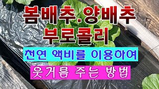 [텃밭농부 1,442]  봄배추. 양배추. 부로콜리. 천연액비를 이용하여 웃거름 주는 방법 #봄배추재배 #양…