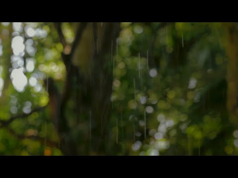 8D AUDIO: Regengeräusche zum Einschlafen - Regen und Gewitter in der Natur - 6 Stunden
