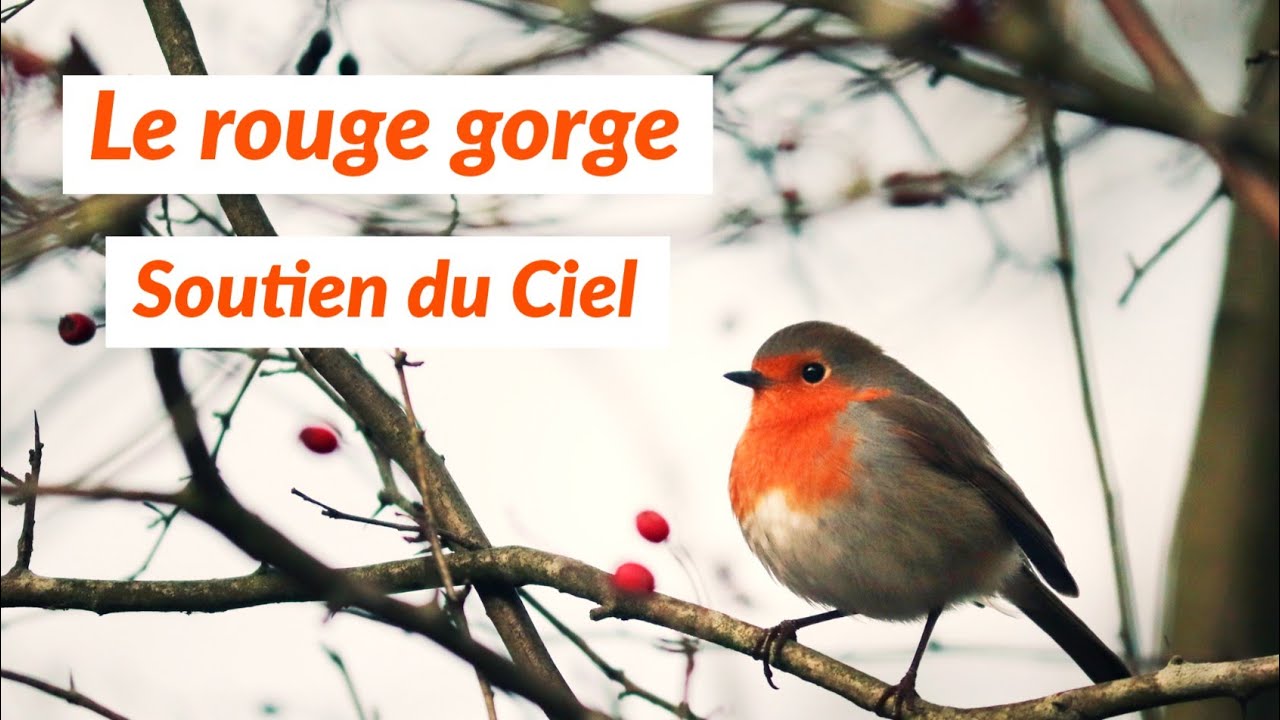 Message du Rouge Gorge - Énergies intemporelles - Guidance