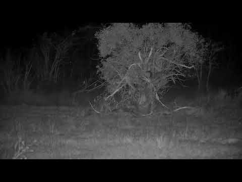 Djuma: Genet in the distance - 00:47 - 09/08/21