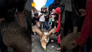 Download lagu Geger Penemuan Burung Elang di Pemukiman warga #shorts mp3 Download lagu Geger Penemuan Burung Elang di Pemukiman warga #shorts mp3