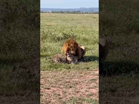 The hyena has fallen between two lions #animals #viralvideo #shorts