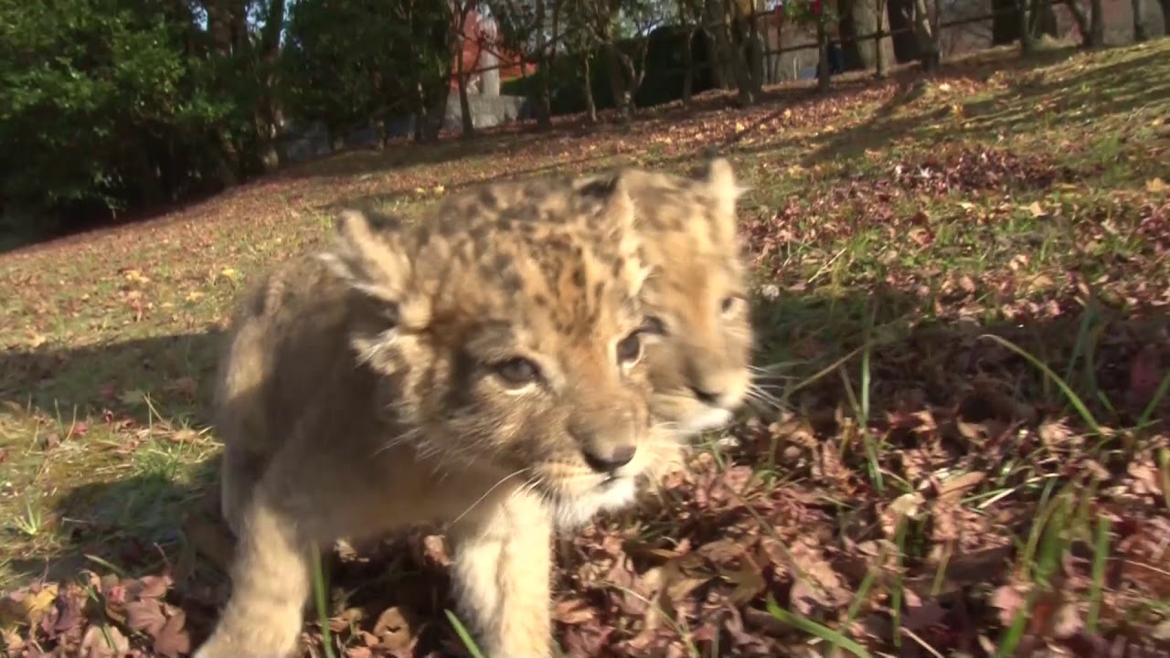 ライオンの赤ちゃんのよちよちウォーク