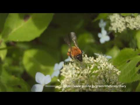 トラマルハナバチの吸蜜飛翔