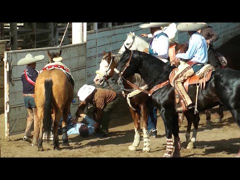 54 - The BEST of the COLEADEROS - Lienzo Charro LOS PALOMINOS - California