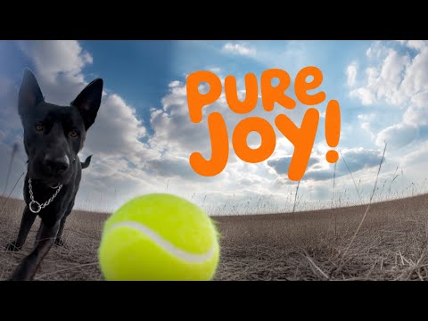 Pure Joy! 🐶 Jack & Avitohol Running Free in the Morning Fields