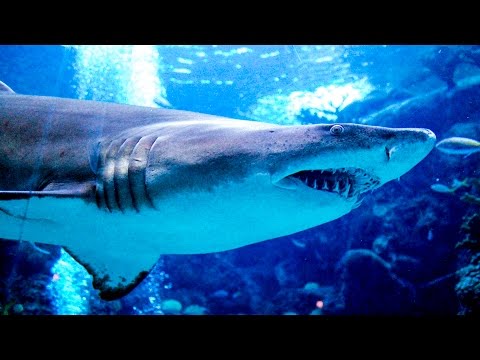 Mazda Road to Indy TV 2017 - Ep. 2 Grand Prix of St. Petersburg, More Fun in the Sun