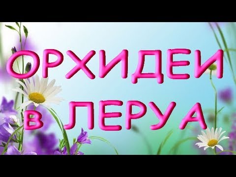 ЛЕРУА:самые разные ОРХИДЕИ!05.10.19,Самара,ТЦ"Космопорт".