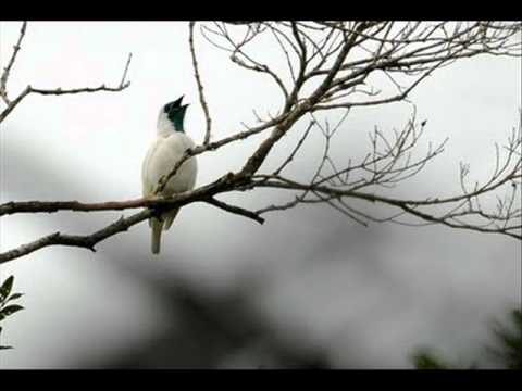 o canto da araponga donizete.wmv