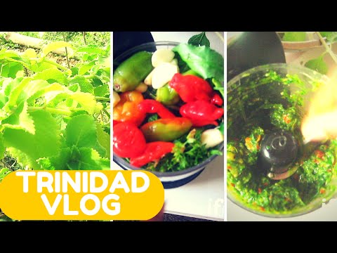 , title : 'Vlog  #8 - Mom's Home Garden, Story Time, Making Trinidad Green Seasoning'