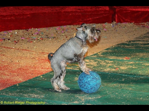 Clown Alex Mironov & Dog Hans