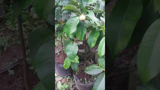 Download lagu manggis berbuah dalam pot mp3 Download lagu manggis berbuah dalam pot mp3
