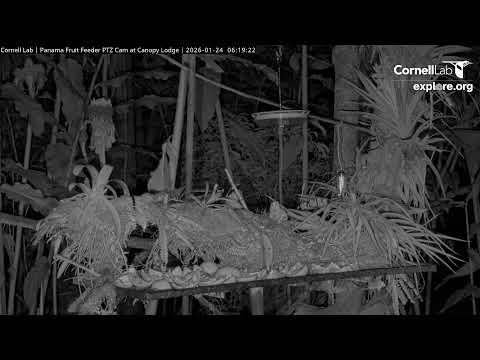 Panama Fruit Feeder Cam at Canopy Lodge powered by EXPLORE.org